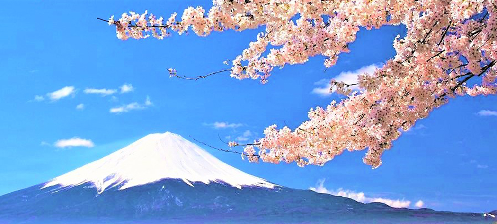 桜富士